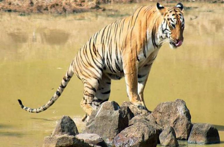 International Tiger Day 2021: आज है अंतर्राष्ट्रीय बाघ दिवस, जानिए देश के 5 मशहूर टाइगर सेंचुरी के बारे में