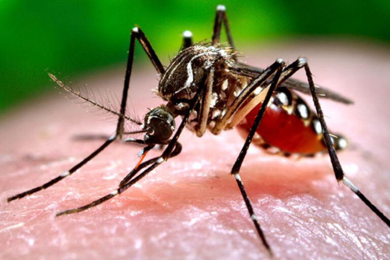 डेंगू के कहर से शासन चिंतित: मनसुख मंडाविया आज डेंगू की स्थिति की समीक्षा  दिल्ली सरकार संग करेंगे