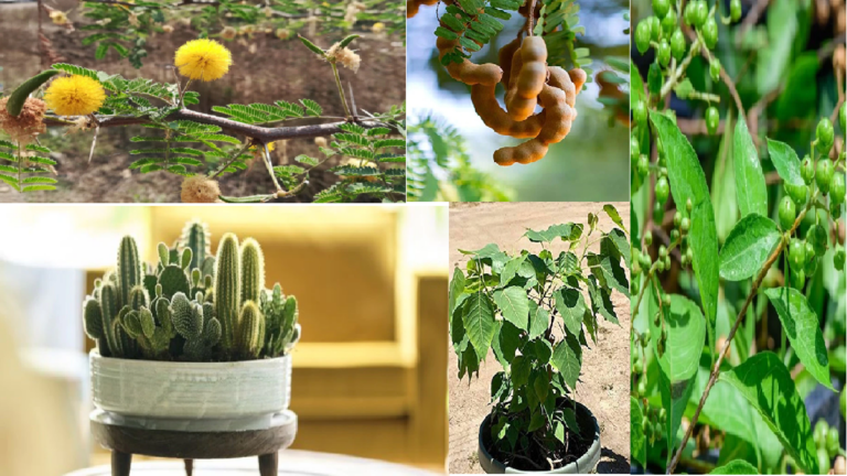 Vastu Plant: घर में ना लगाए ये पौधे, घर की सुख शांति व समृद्धि पर पड़ता है नकारात्मक प्रभाव