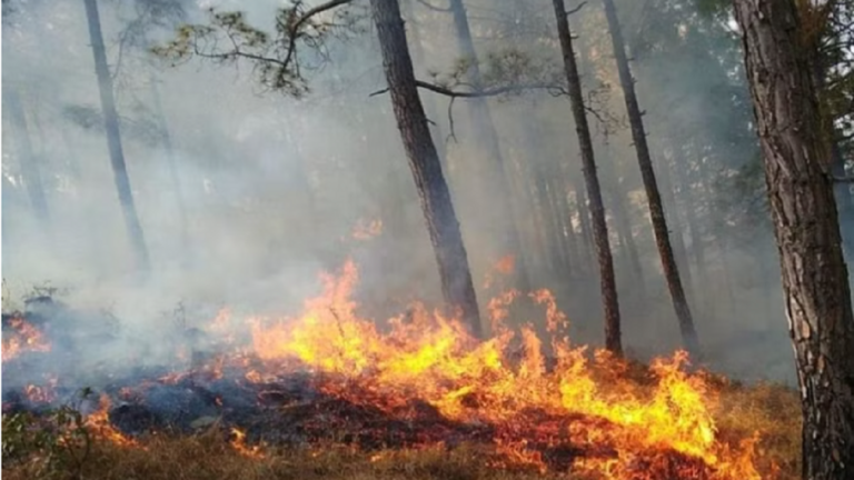 उत्तराखंड में वनों की आग बुझाने के लिए मोर्चे पर उतरेगी NDRF, 50 जवानों को दी गई ट्रेनिंग