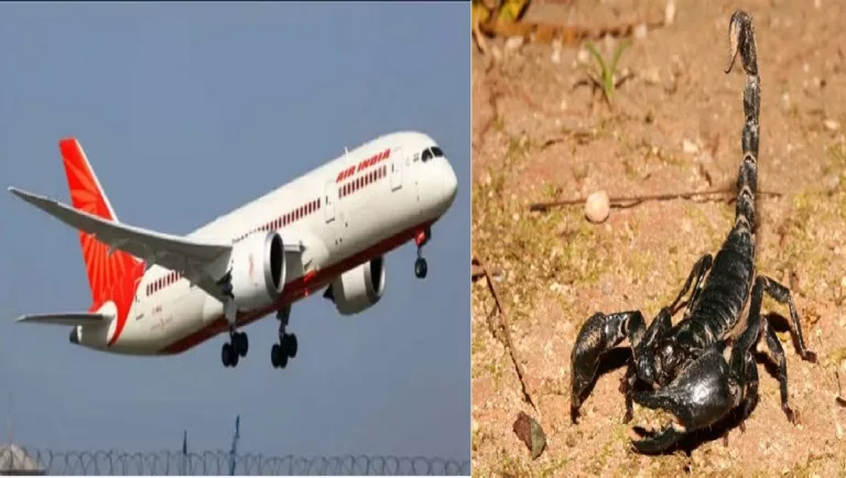 बड़ी ख़बर: एयर इंडिया की नागपुर-मुंबई फ्लाइट में यात्री को बिच्छू ने काटा
