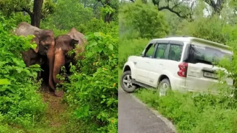 अचानक सड़क पर धमके हाथी, वाहनों के पीछे लगाई दौड़, लोगों ने भाग कर बचाई जान