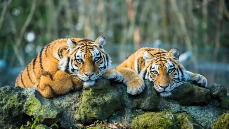 बाघों का गढ़ बन रही देवभूमि उत्तराखंड, अकेले कुमाऊं के वेस्टर्न सेंटर में 216 बाघ हैं मौजूद
