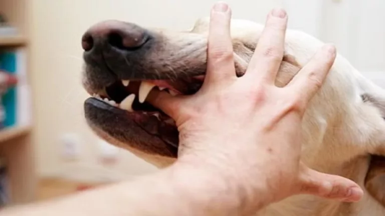 24 घंटों में लावारिस कुत्तों ने नौ लोगों को काटा, पौड़ी में पांच साल की मासूम को भी नोंच डाला