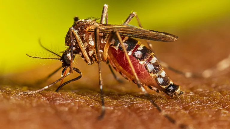 देहरादून में डेंगू का डंक; आठ और लोगों में हुई पुष्टि- स्‍वास्‍थ्‍य विभाग अलर्ट