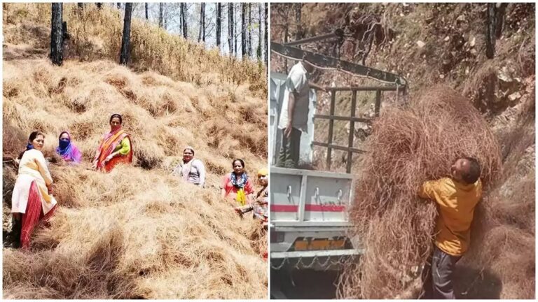 उत्तराखंड में अब 50 रुपये प्रति किलो की दर से पिरूल खरीद का प्रस्ताव तैयार, बस सरकार की मुहर लगने का इंतजार